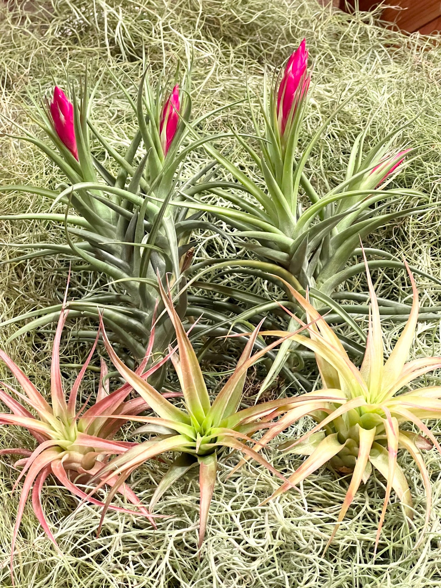 In Bloom/Blush Plants
