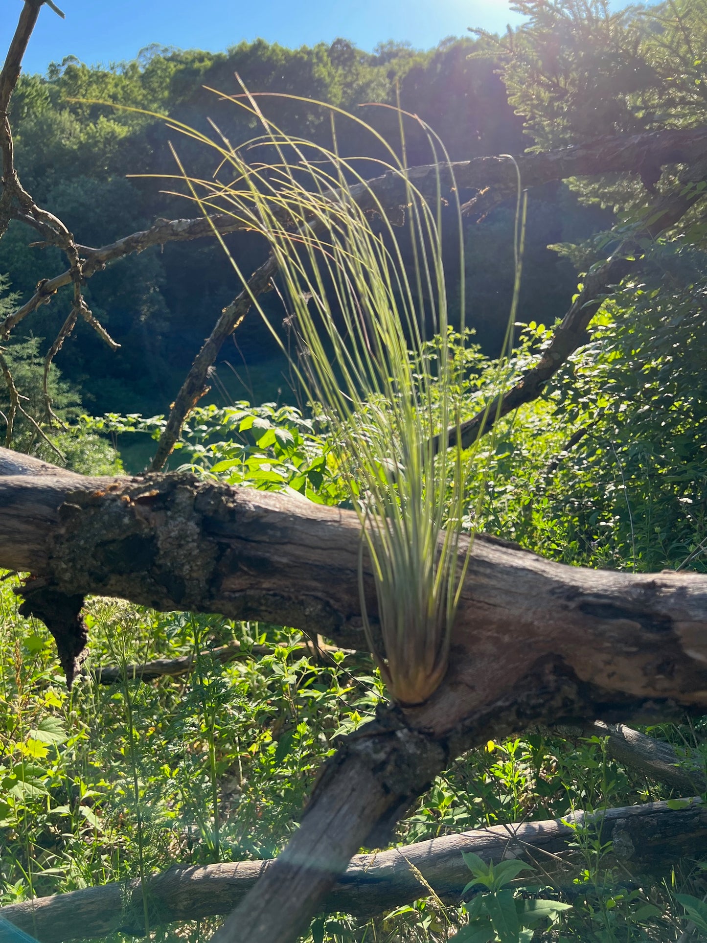 Juncea Air Plant