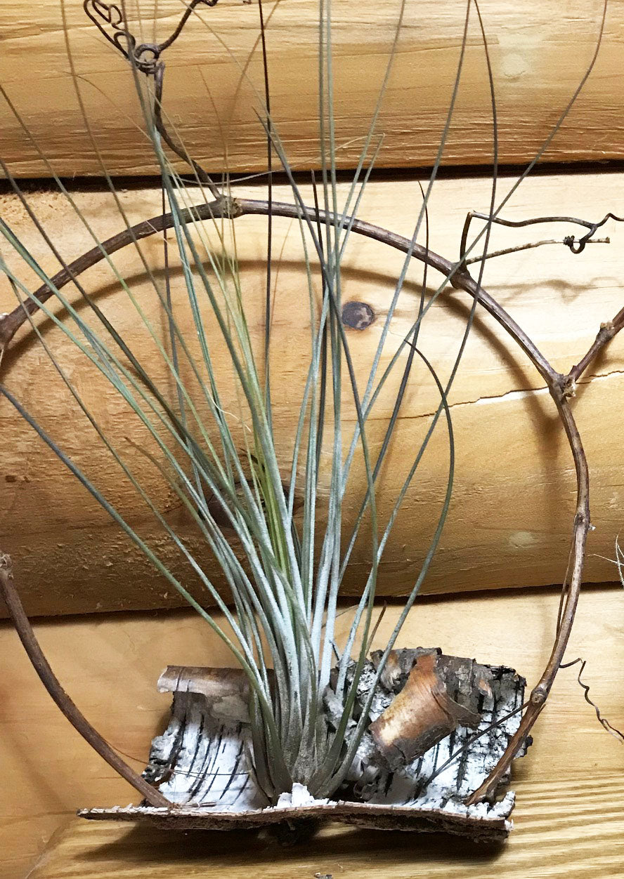 Air Plants in Birch Bark and Grapevines
