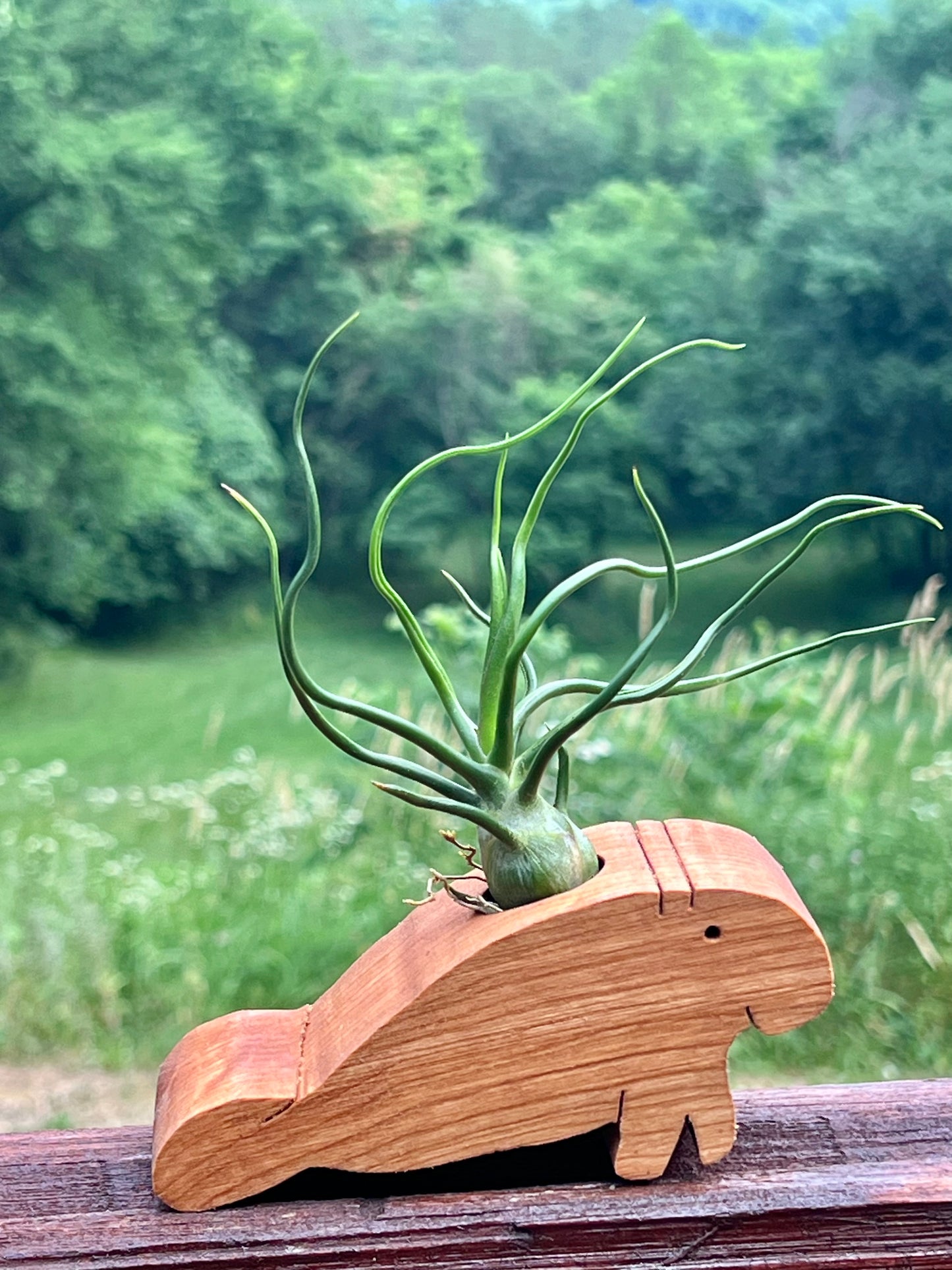 Wooden Display With Assorted Air Plant - Made In Wisconsin (Limited Qty)