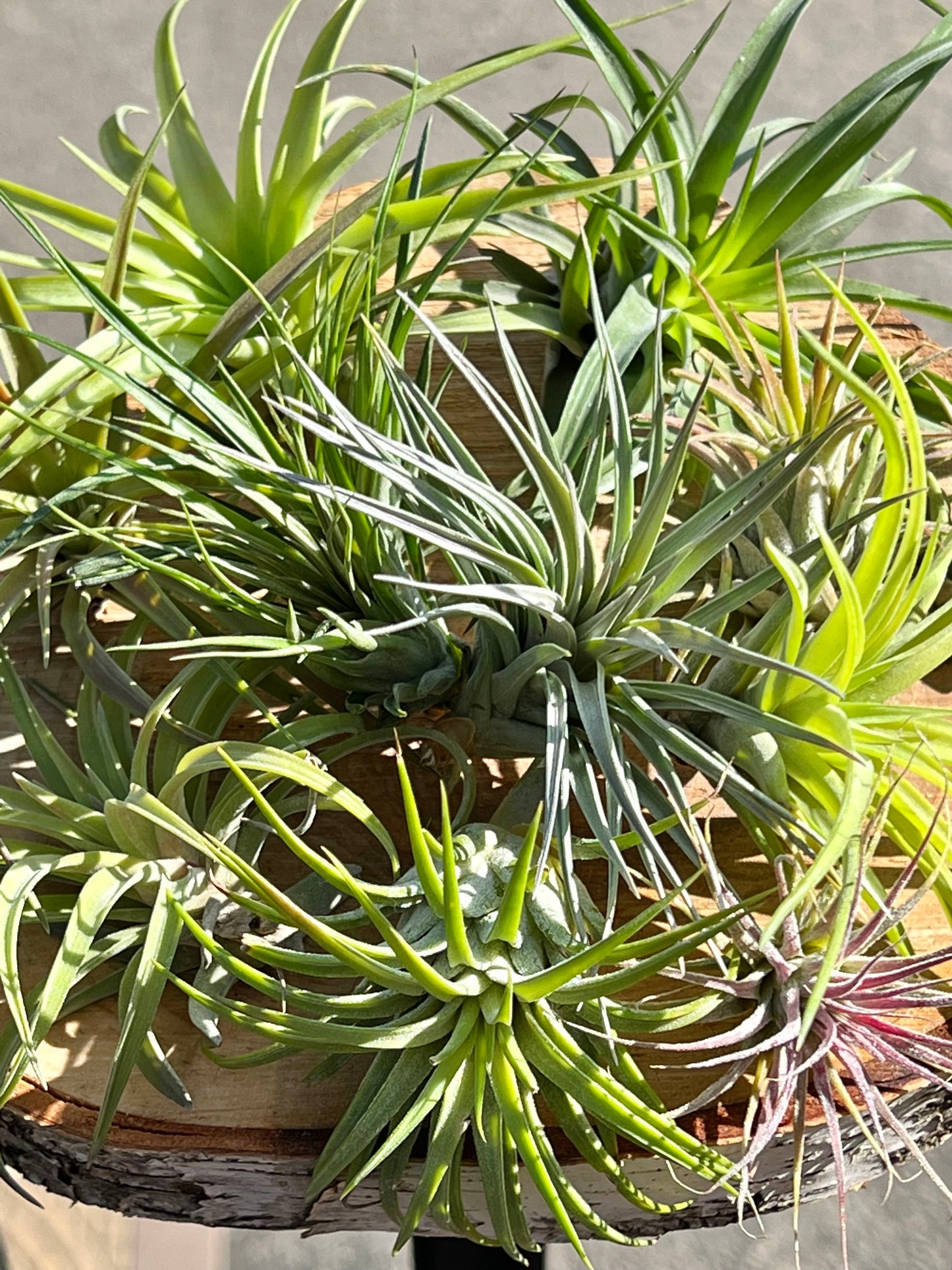 10 Assorted Small and Medium Air Plants
