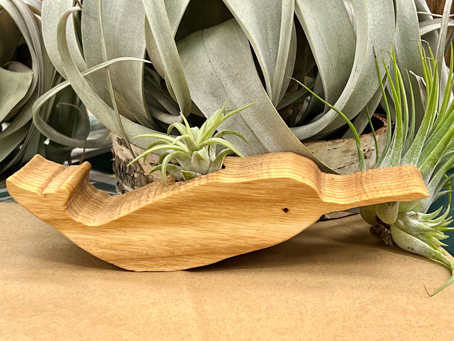 Wooden Display With Assorted Air Plant - Made In Wisconsin (Limited Qty)