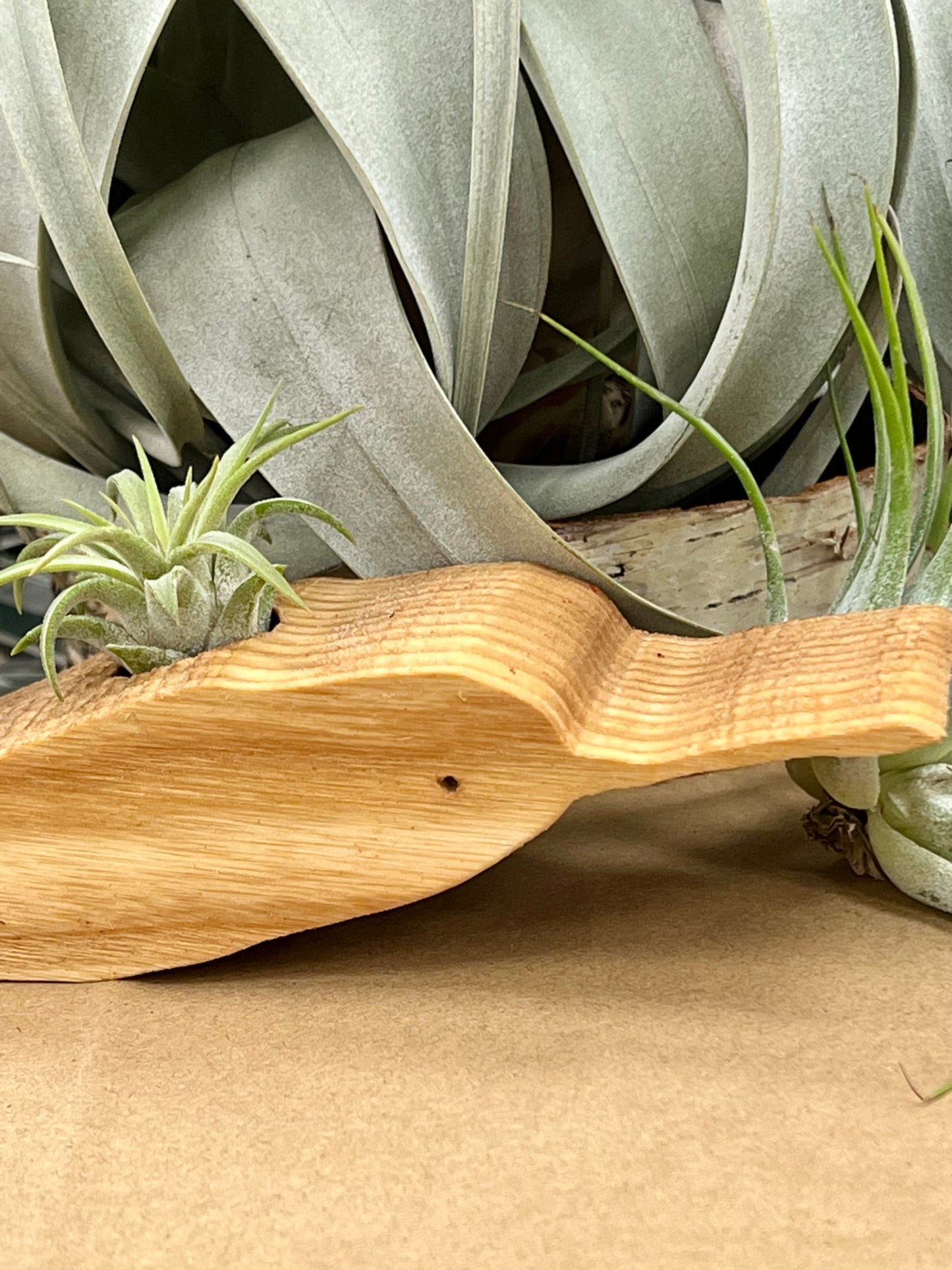 Wooden Display With Assorted Air Plant - Made In Wisconsin (Limited Qty)