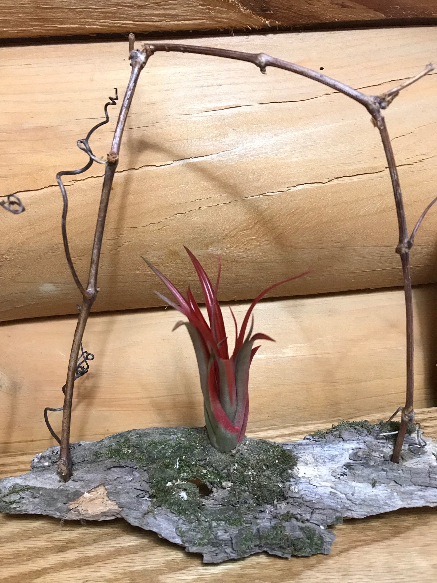 Air Plants in wood and grapevines