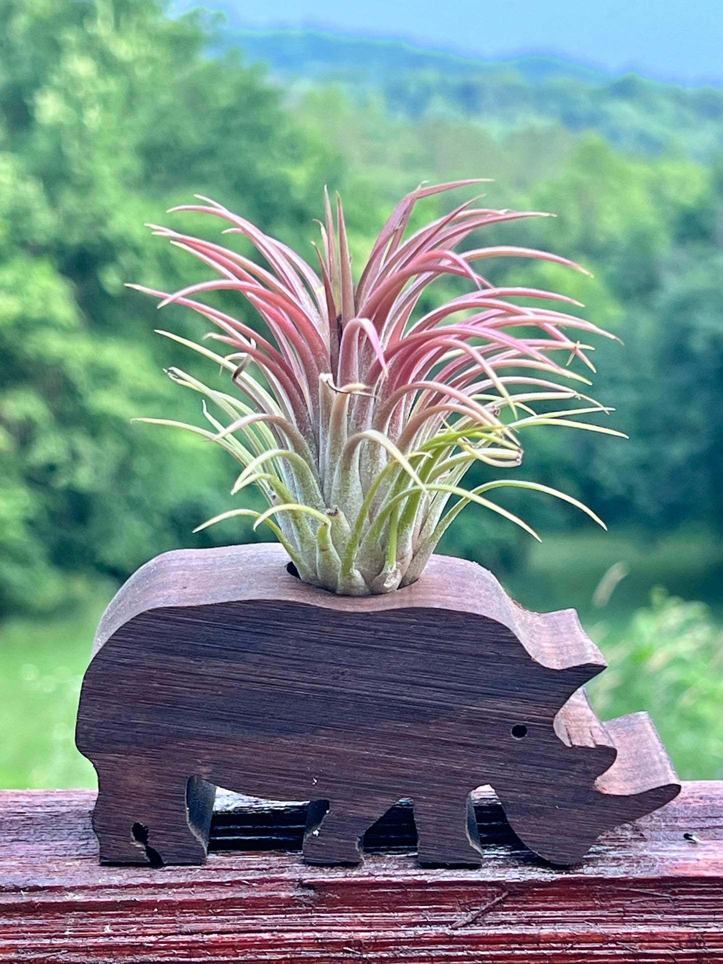 Wooden Display With Assorted Air Plant - Made In Wisconsin (Limited Qty)