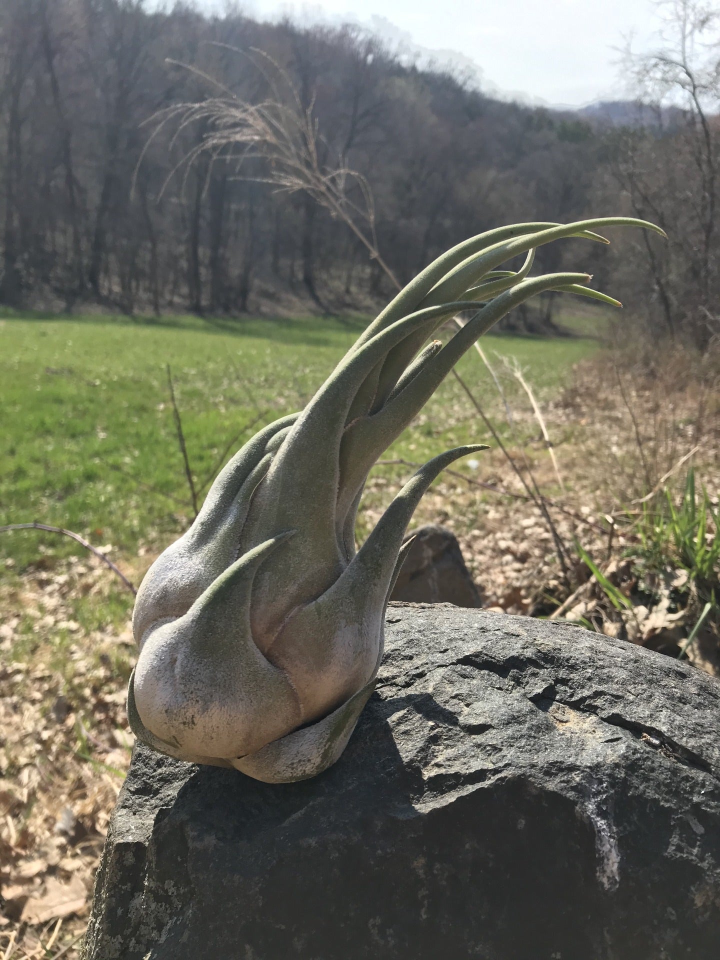 Seleriana Air Plant on Rock