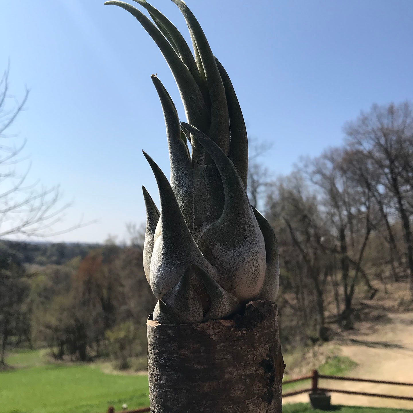 Seleriana Air Plant on Rock