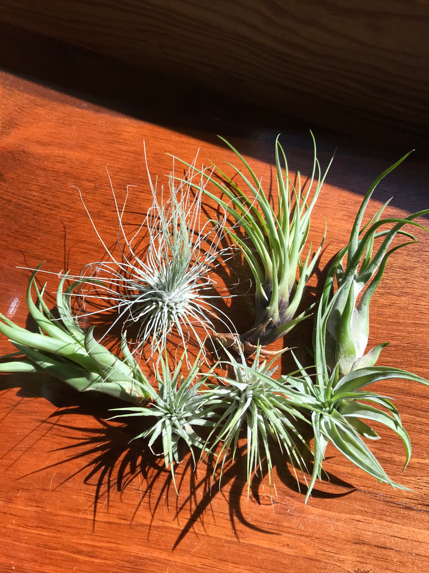 5 Assorted Small and Medium Air Plants