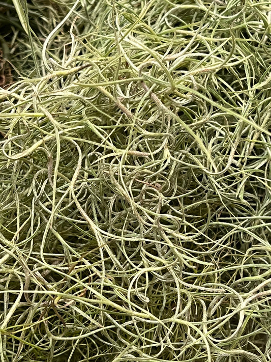 Spanish Moss