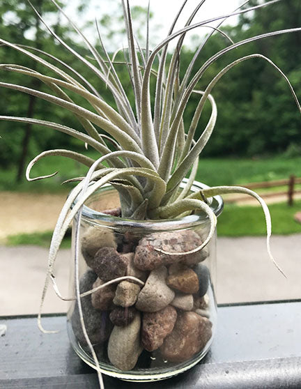 Stricta Air Plant in Glass