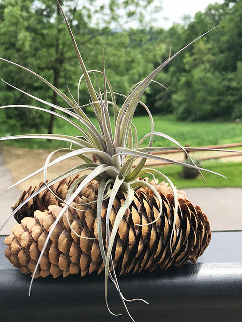 Stricta Air Plant in PineCone