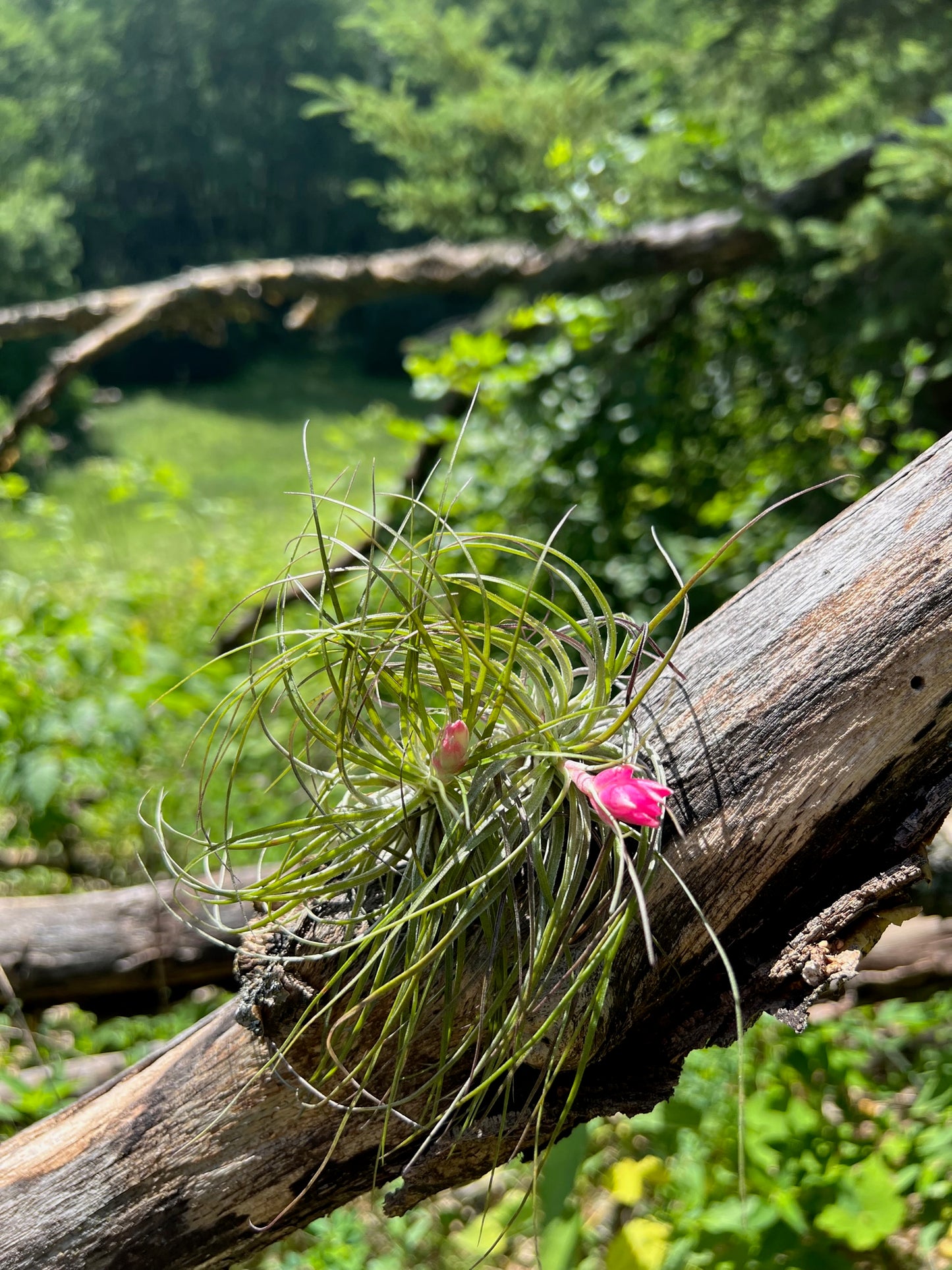 air plant stricta Stricta Air Plant – Valley View Ridge