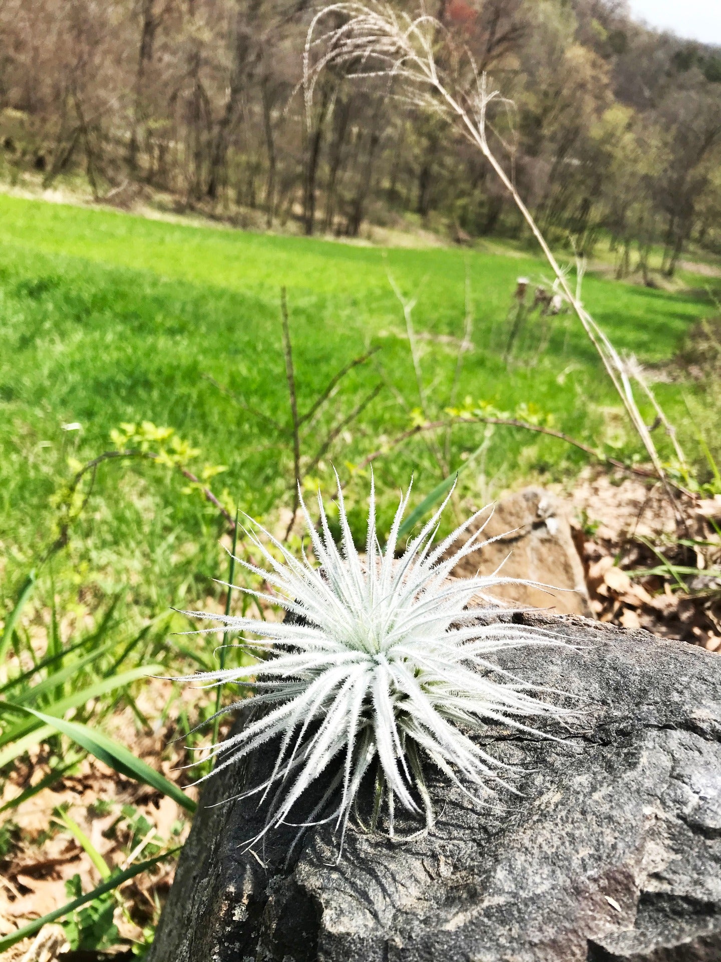 Tectorum Ecuador Air Plant on Rock