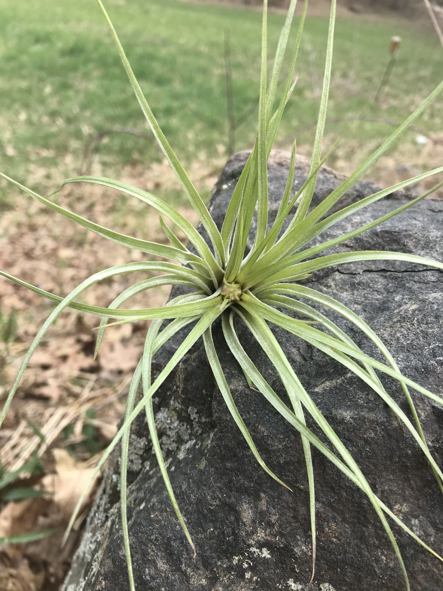 Stricta Air Plant