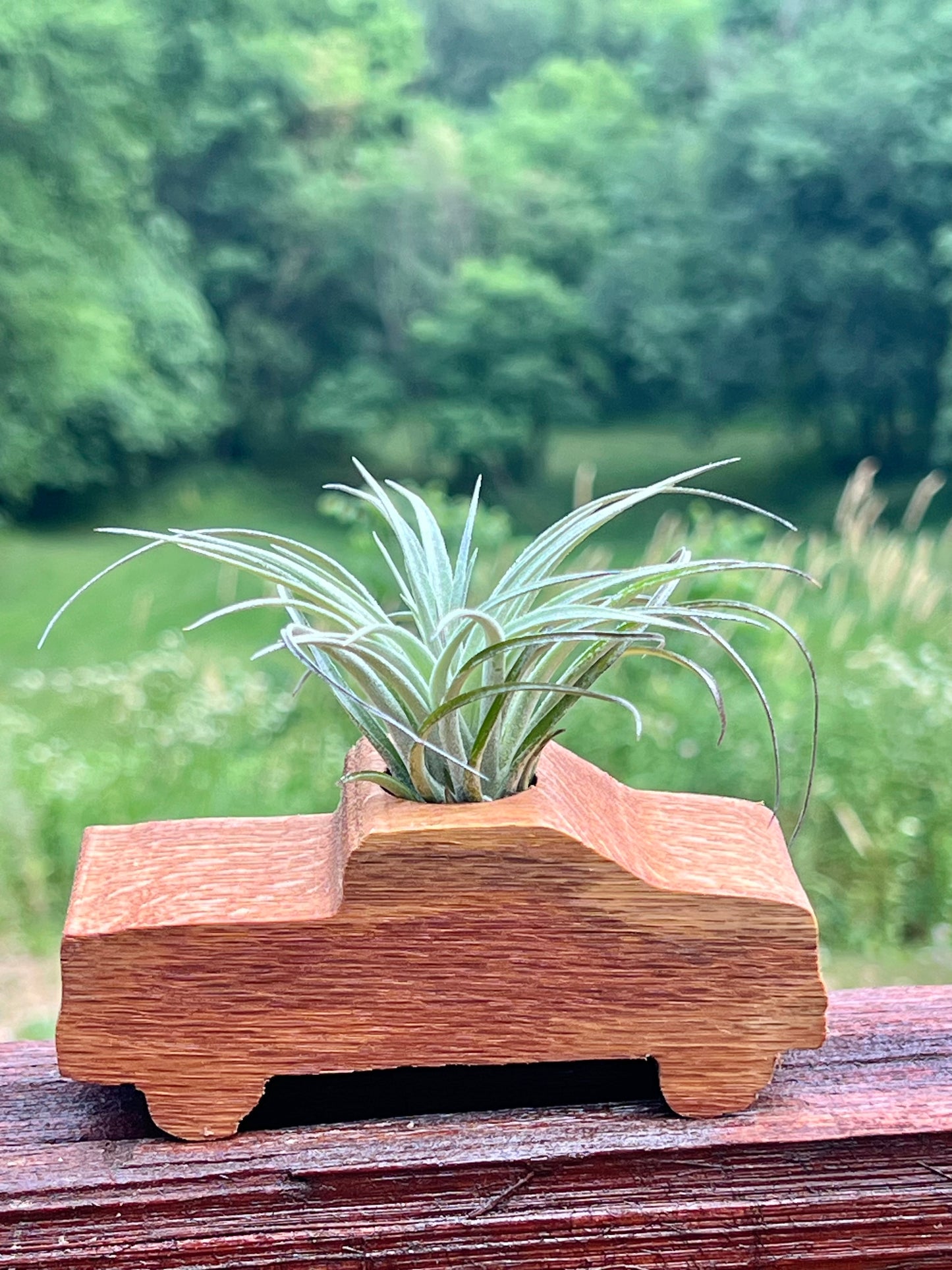 Wooden Display With Assorted Air Plant - Made In Wisconsin (Limited Qty)