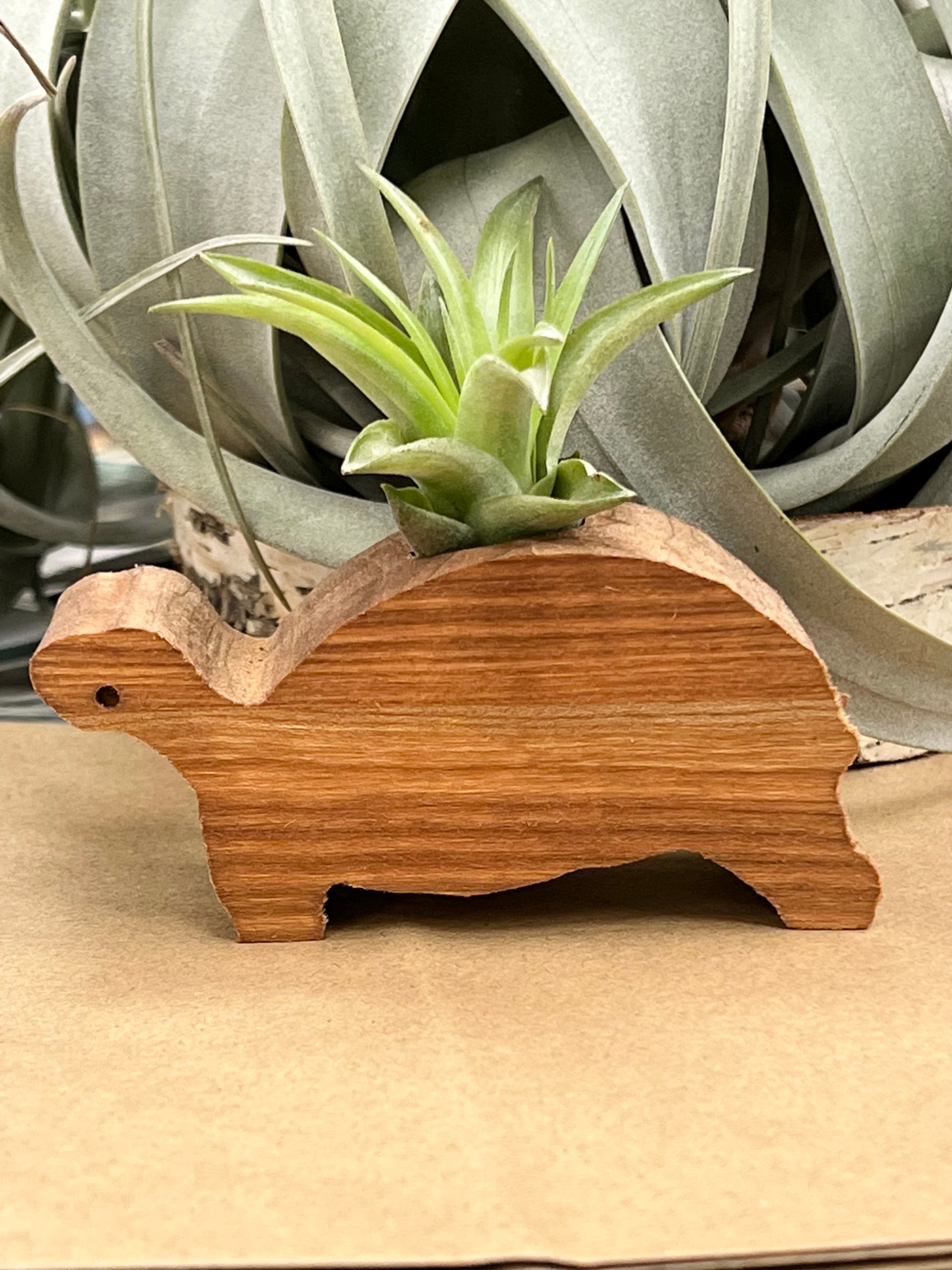 air plant display wood Wooden Display With Assorted Air Plant