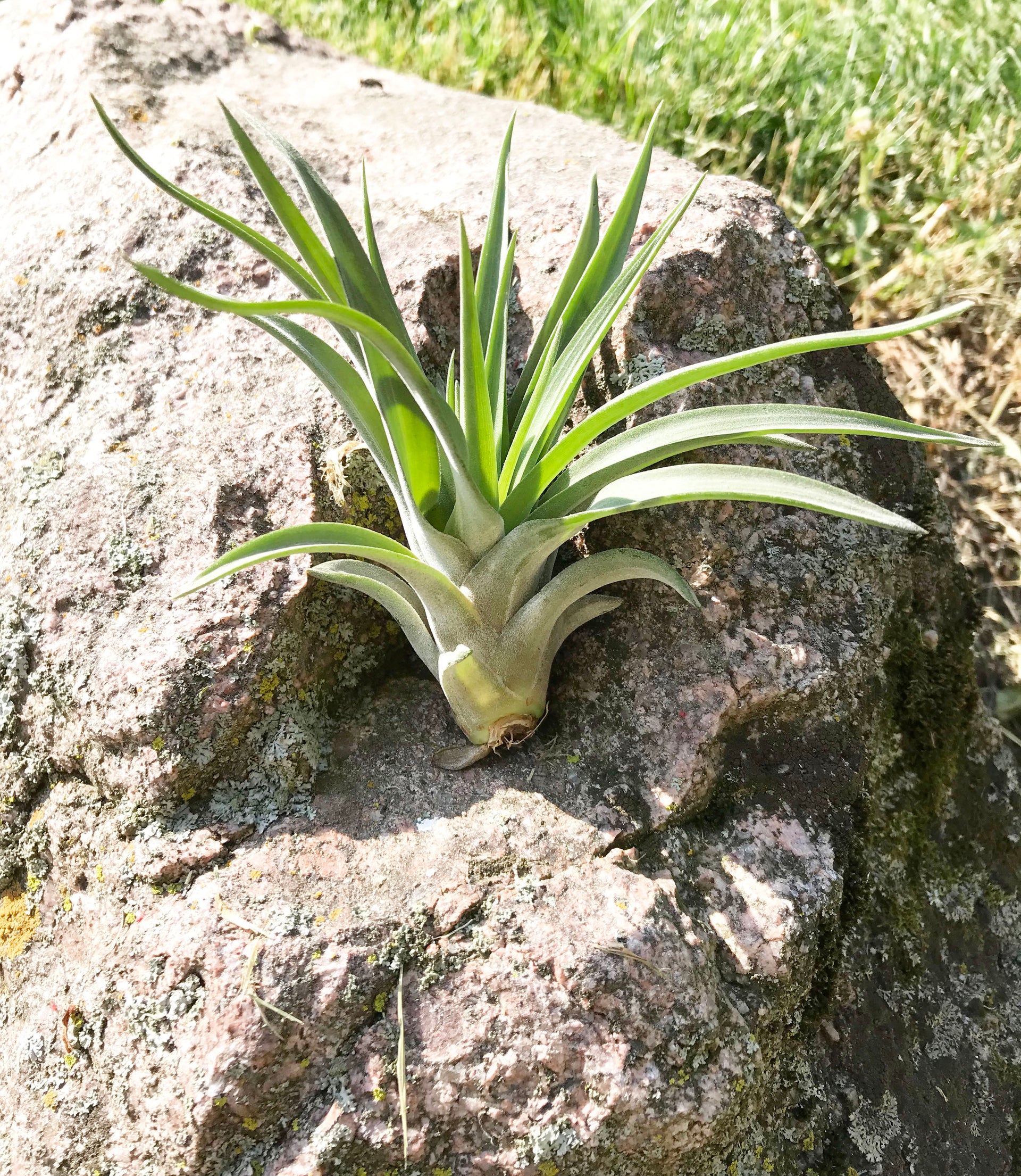 velutina air plant Velutina Air Plant