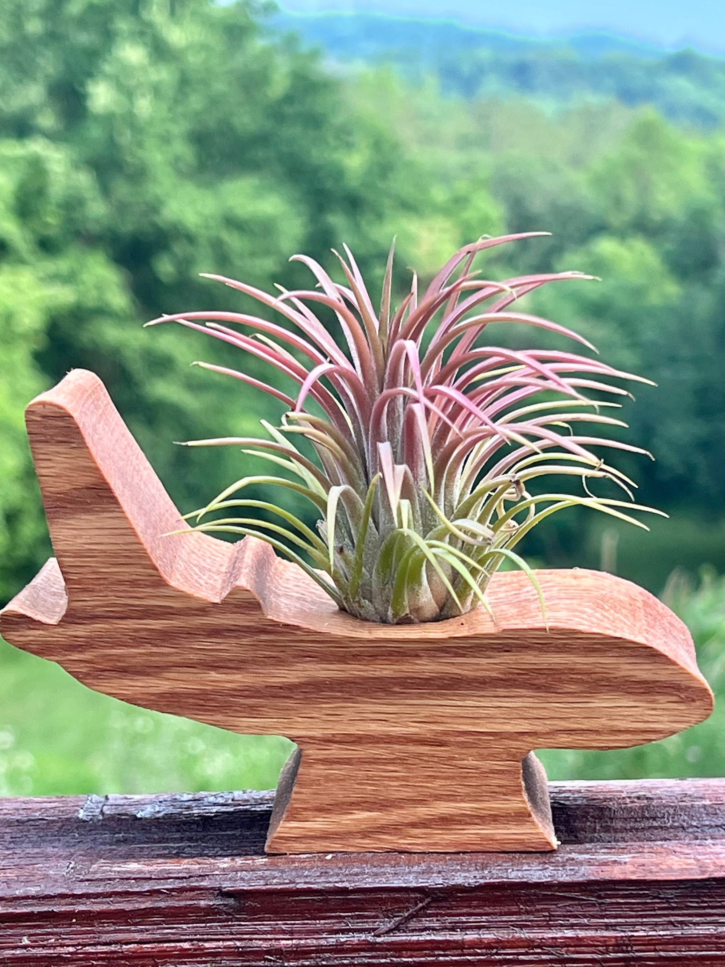 Wooden Display With Assorted Air Plant - Made In Wisconsin (Limited Qty)