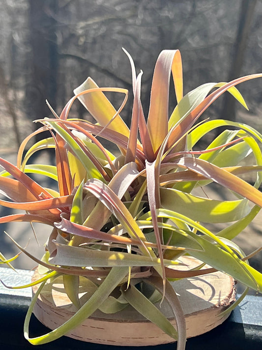 Xerographica X Brachycaulos