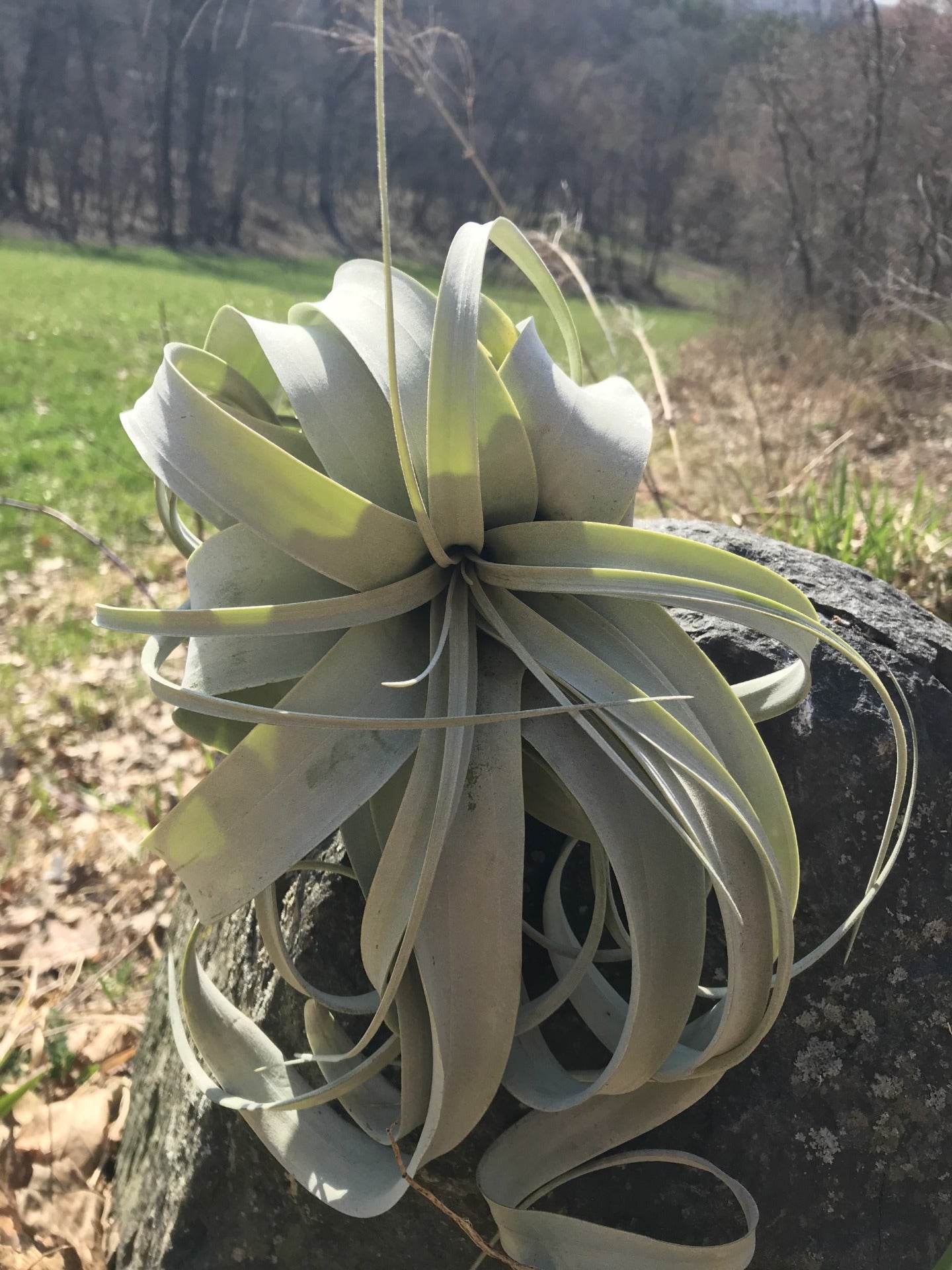 Large Xerographica Air Plant on Rock